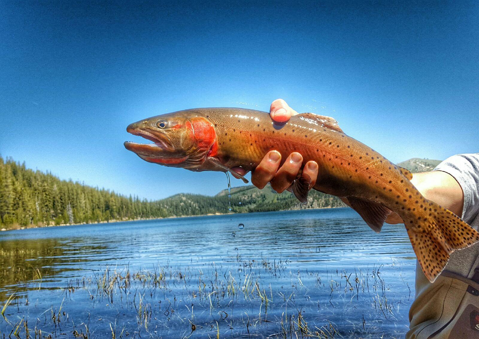 Lahontan Cutthroat Trout NDOW
