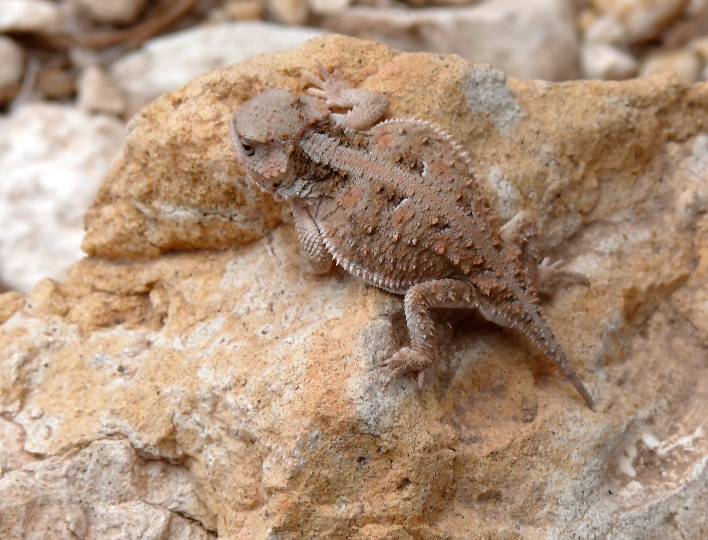 Greater Shorthorned Lizard NDOW