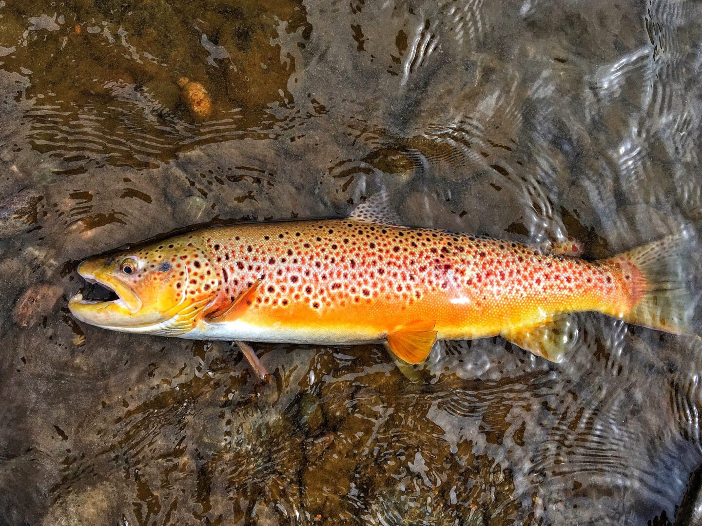 Brown Trout NDOW
