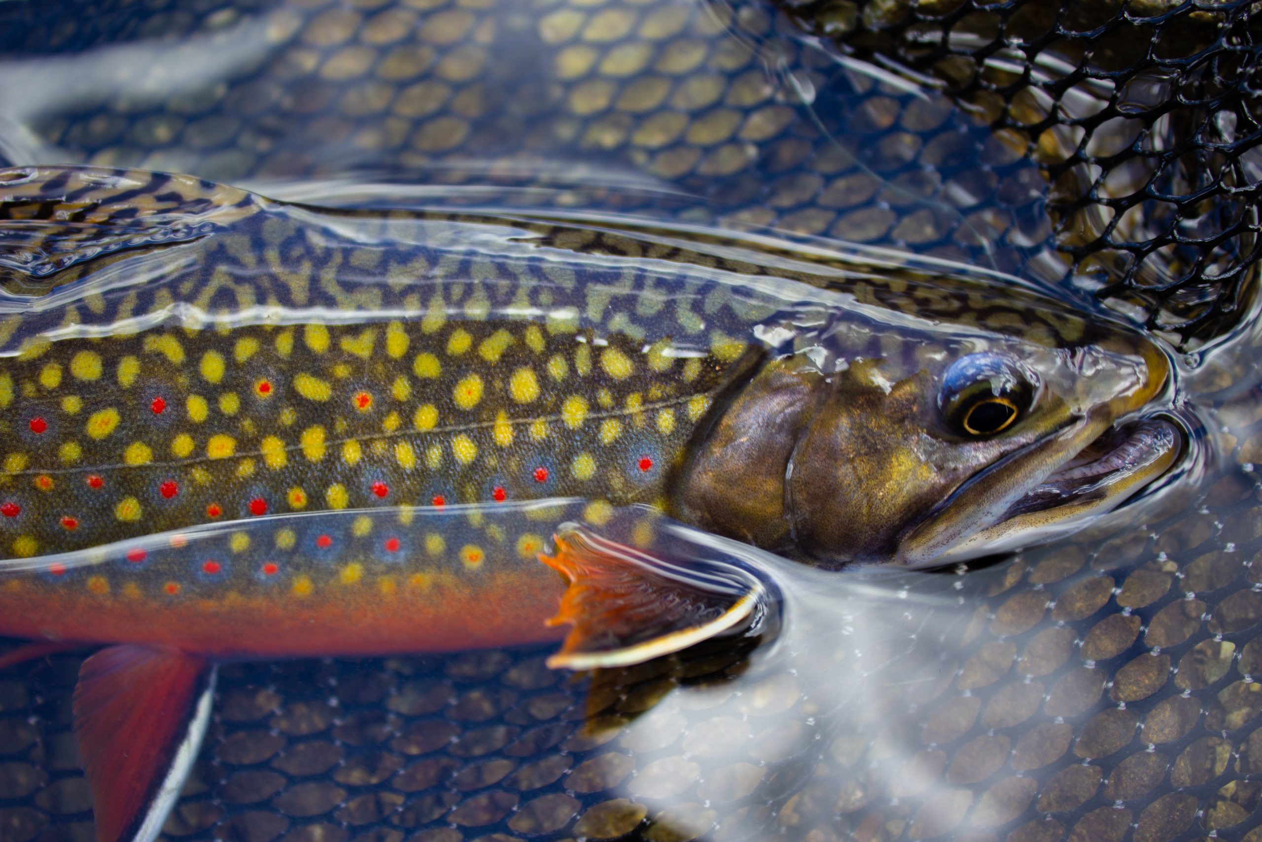 Brook Trout NDOW