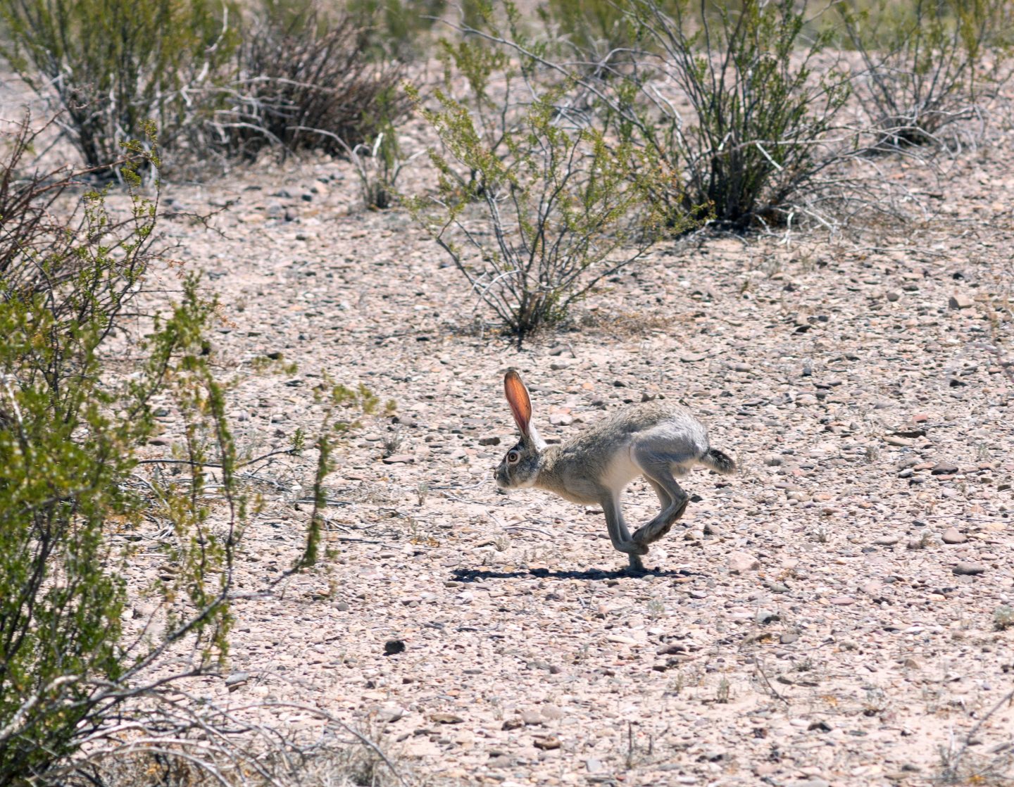 Blacktailed Jackrabbit NDOW