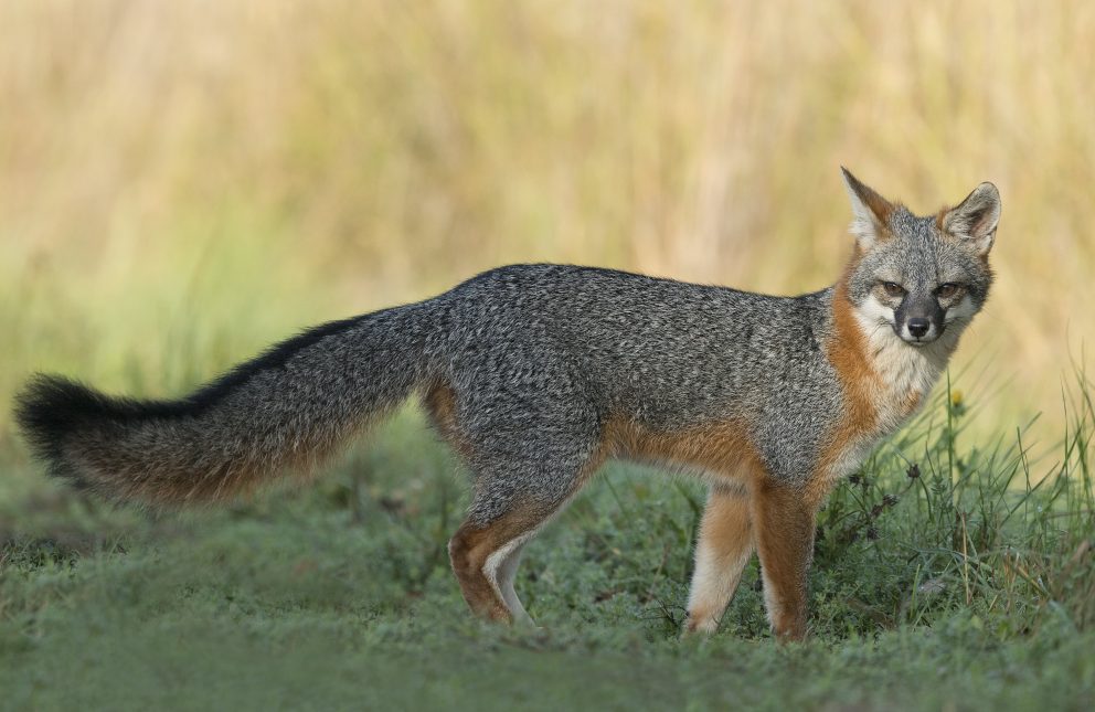 Gray Fox NDOW