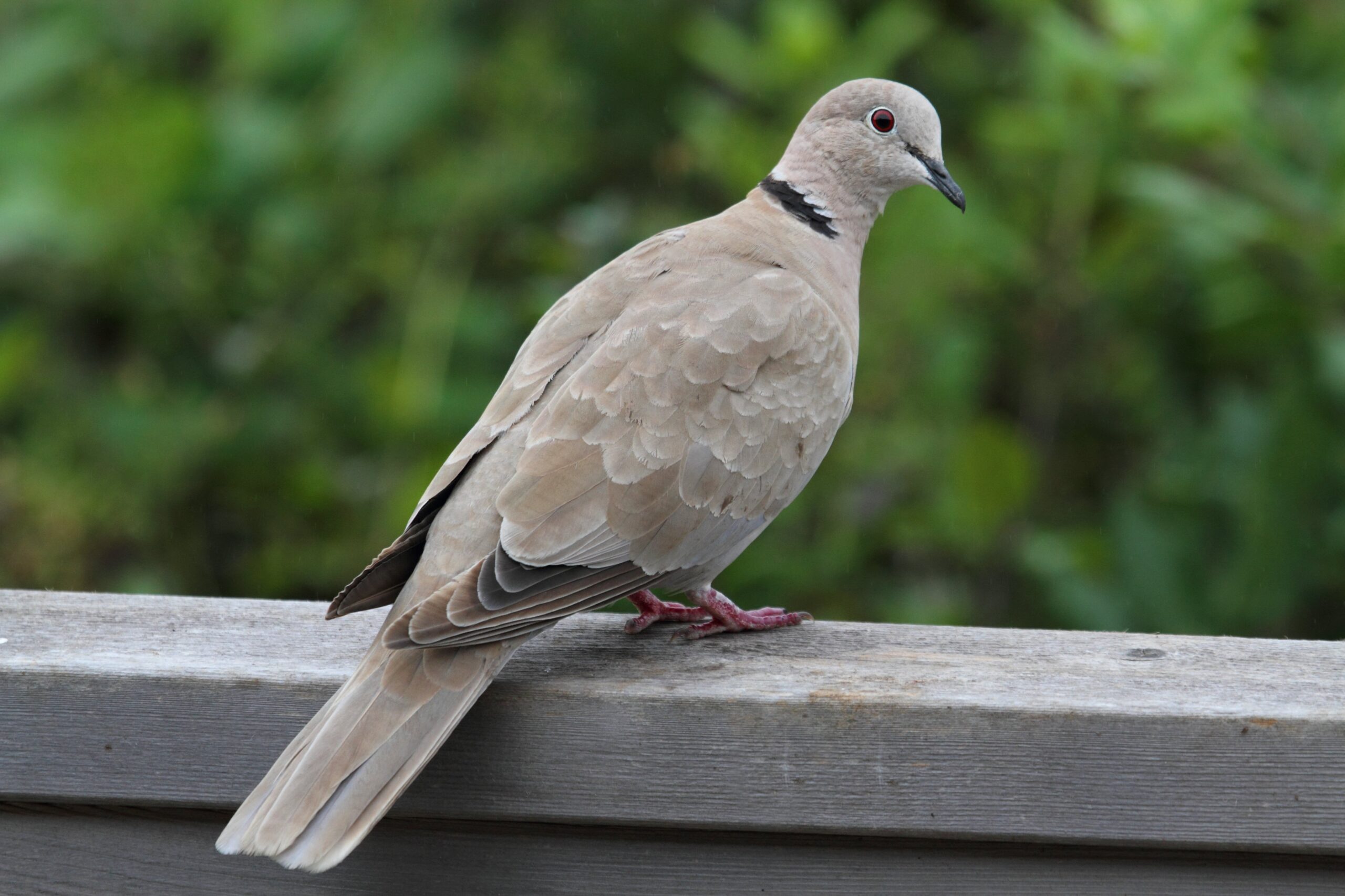 Eurasian CollaredDove NDOW