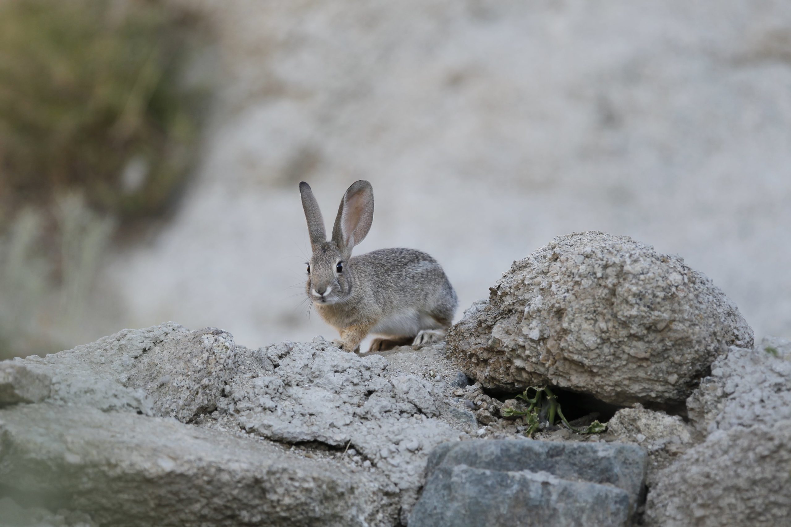 Desert Cottontail NDOW