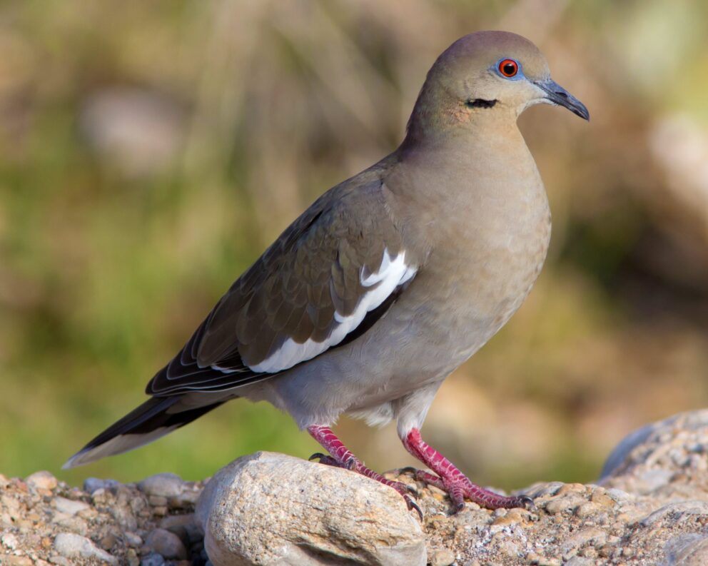 Whitewinged Dove NDOW
