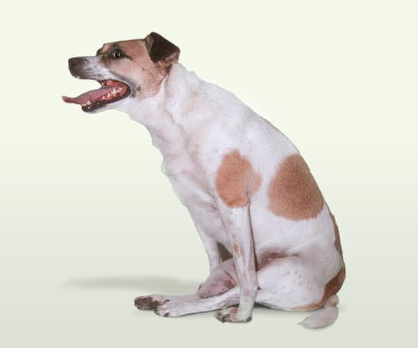 Can A Slipped Disc Heal In Dogs