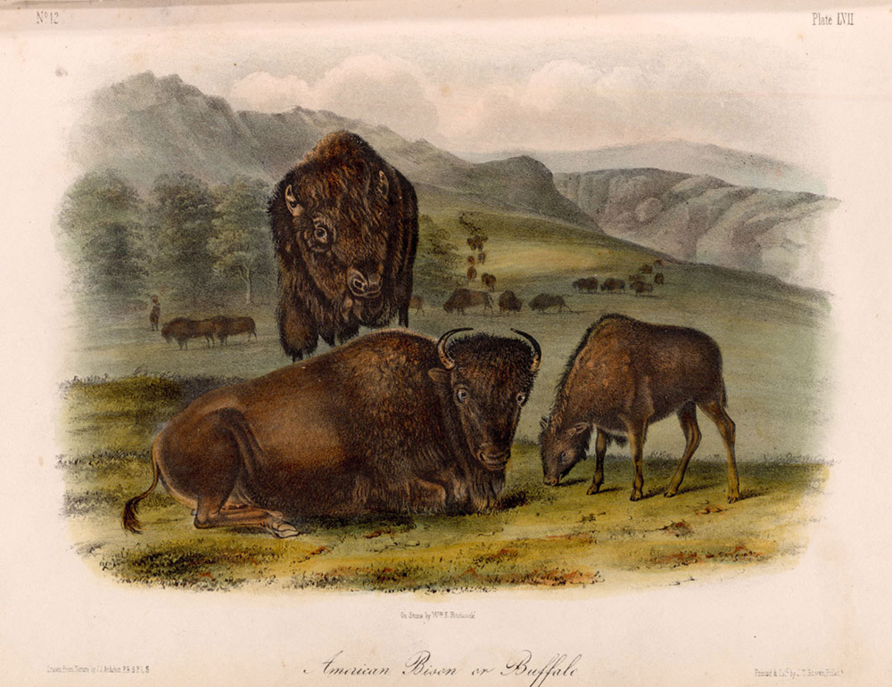 Section 4 John James Audubon, Exploring the Upper Missouri 8th Grade