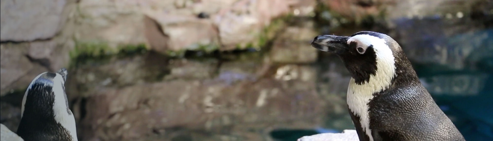 Penguin Awareness Day Meet Some Penguins New England Aquarium