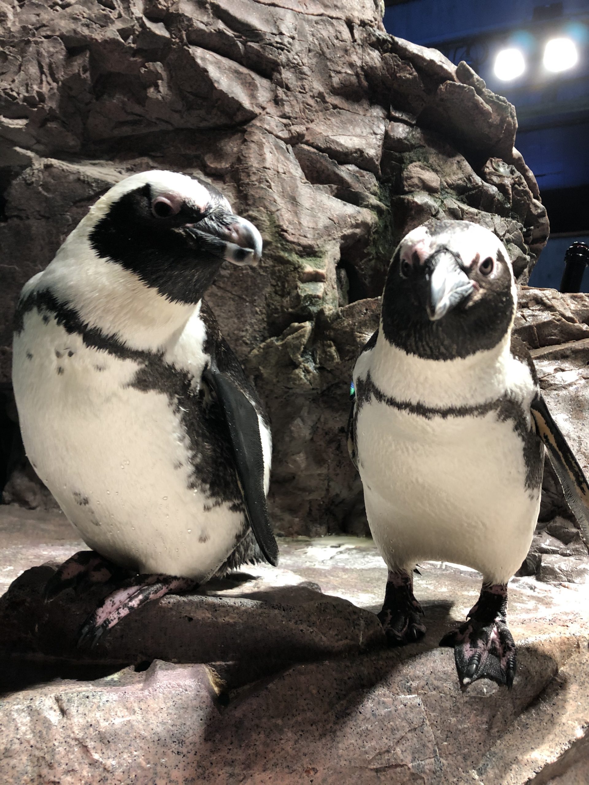 Penguin Awareness Day Meet Some Penguins New England Aquarium