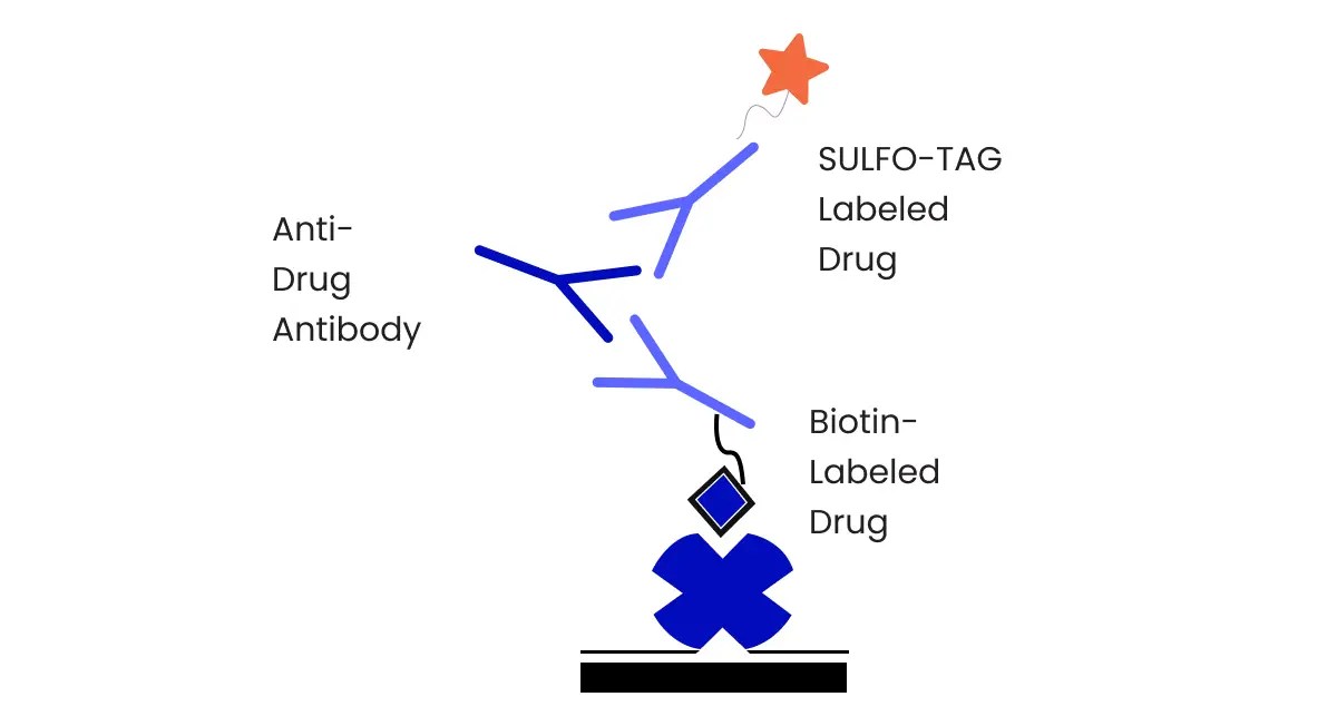 Drug Discovery, Drug Development Process NorthEast BioLab