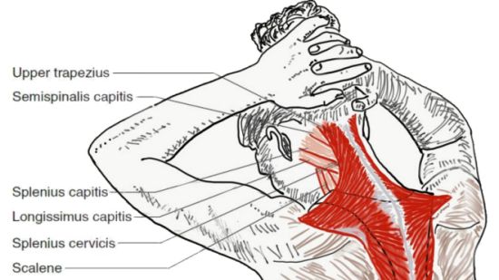 Neck Extensor Exercises A Key To Pain Relief & Restoration
