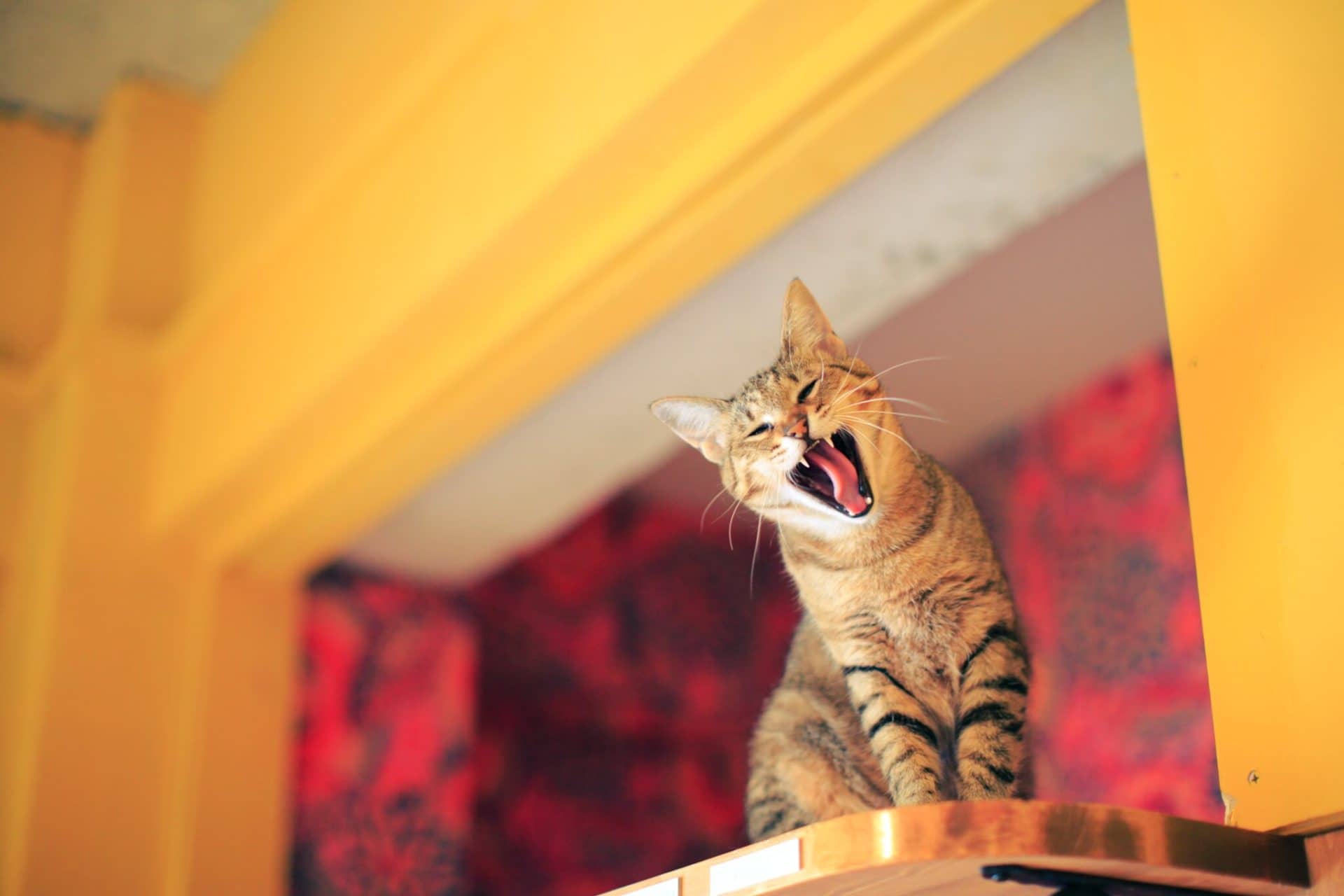 ネコリパブリックで入れるペット保険 ネコリパブリック｜日本の猫の殺処分をゼロに！