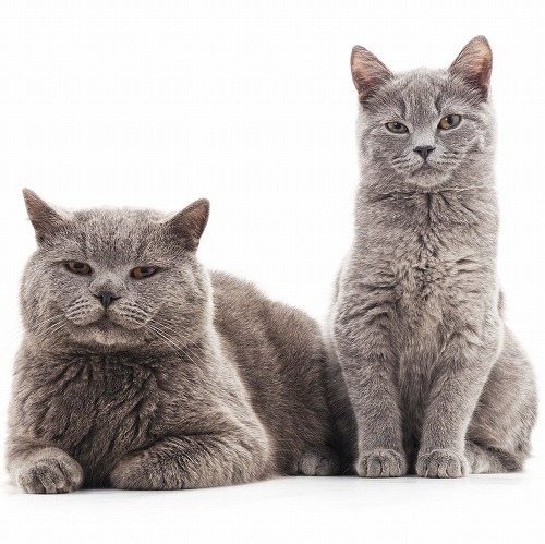 飼い主さんの落とし穴１ 毛づくろいをよくするのはオス猫Orメス猫？猫のなんでも比較クイズ | 猫壱（Necoichi）