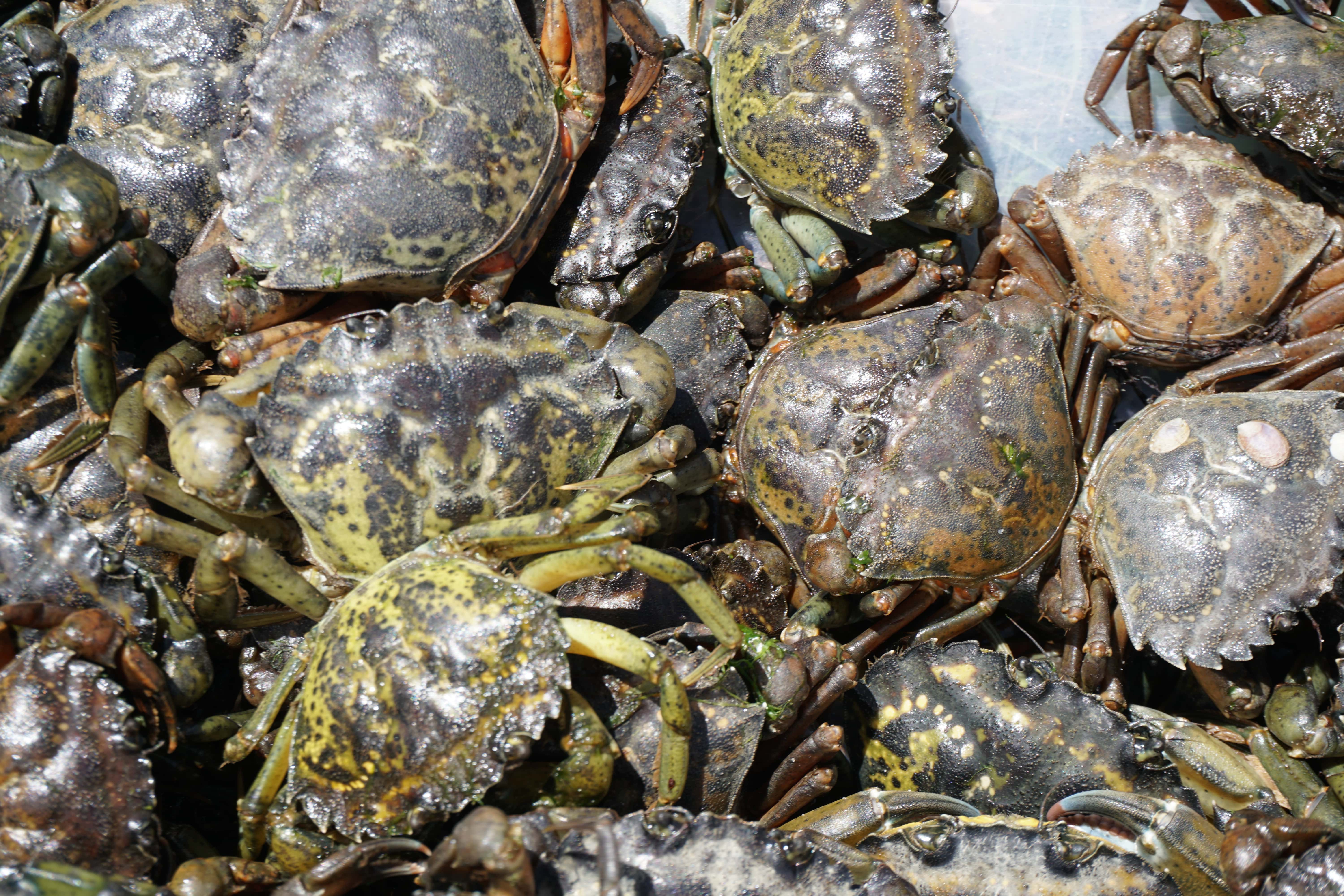 European Green Crabs nedret andre