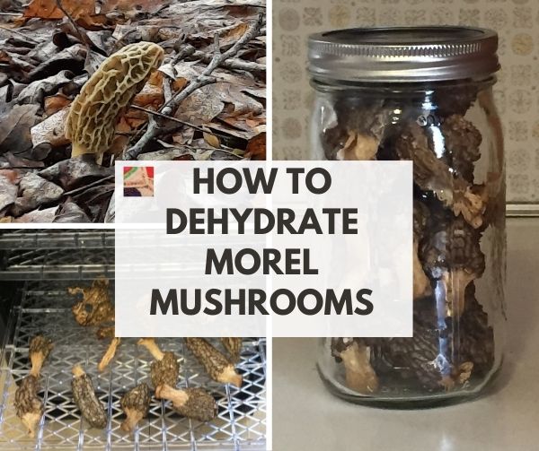 How to Dehydrate and Rehydrate Morel Mushrooms