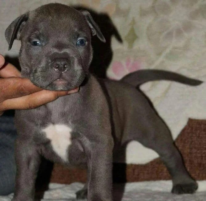 Negi Pet Shop Mr. Bijender Negi +919811419004