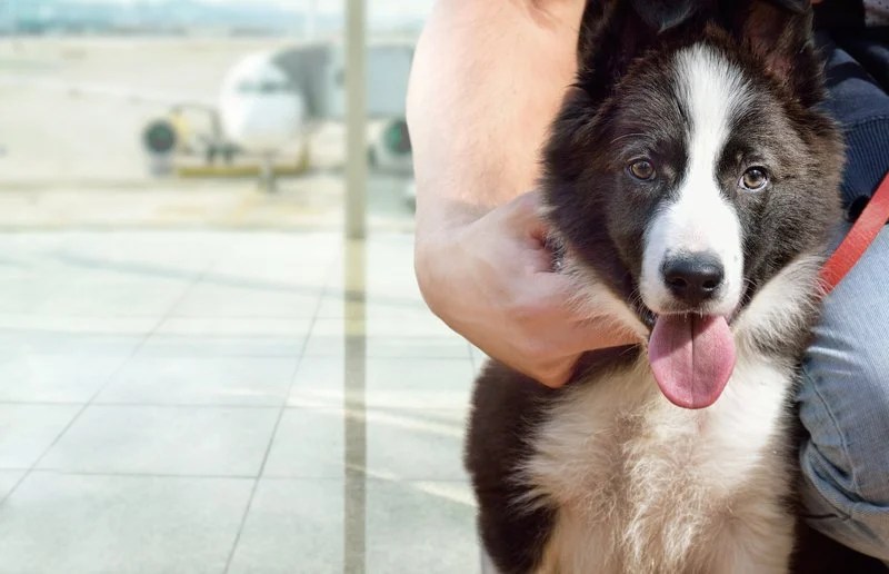 Flying With a Large Dog Airplane Travel Tips For Big Dogs