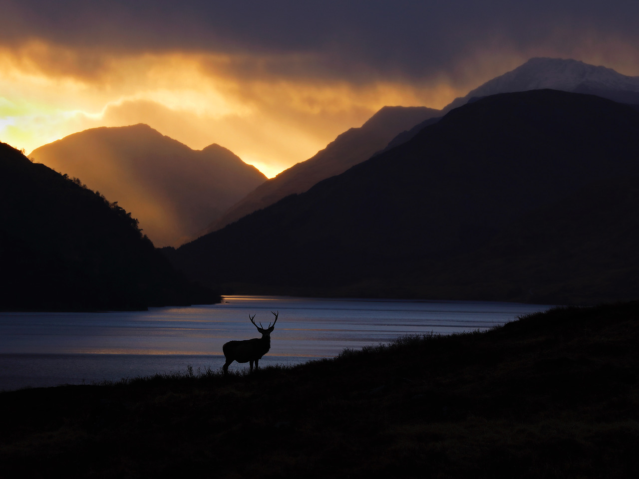 Chasing the Deer The Red Deer Through the Seasons Neil McIntyre