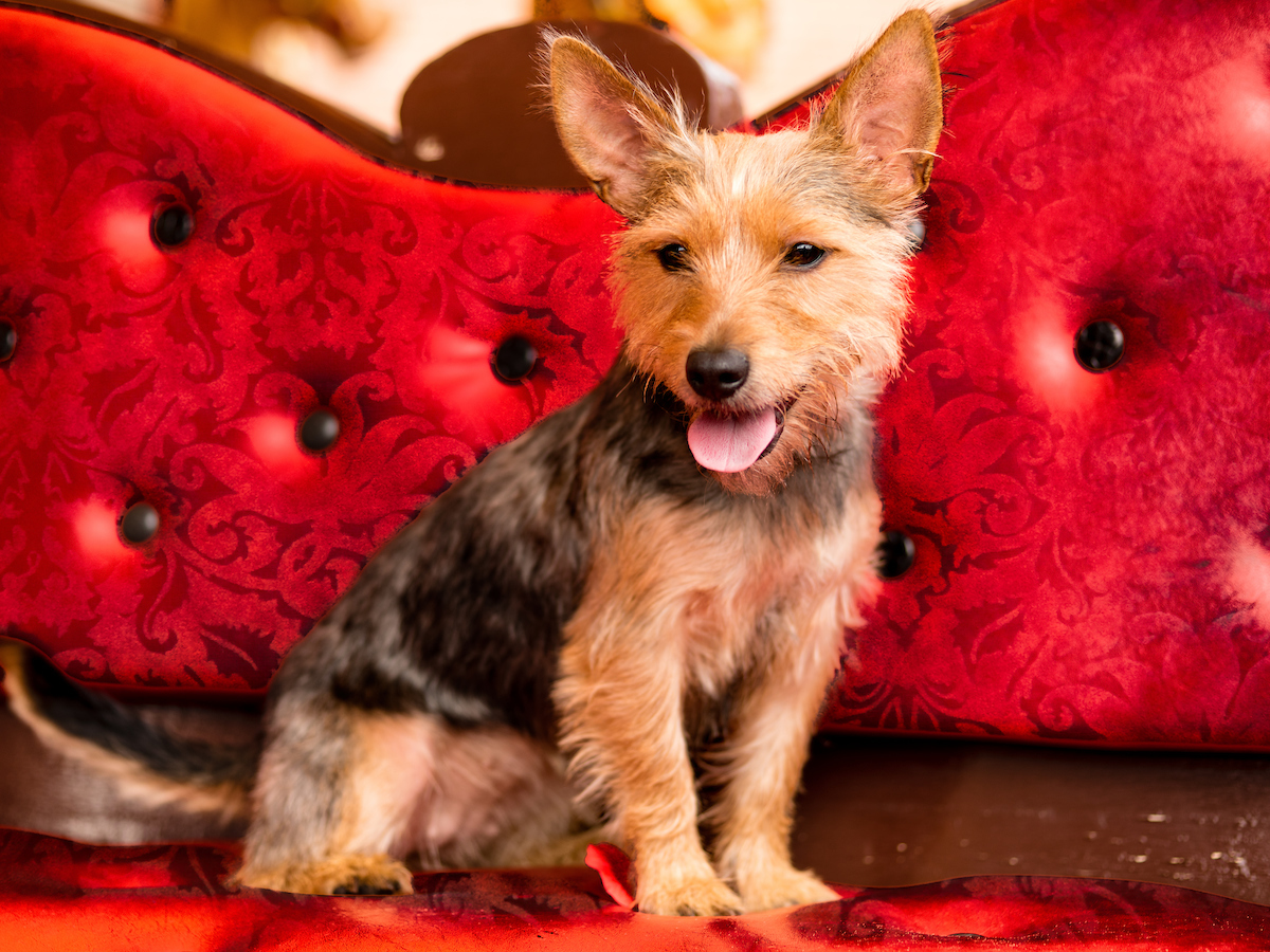 Manchester Dogs Home 2015 Calendar Behind the Scenes Film • Neilson