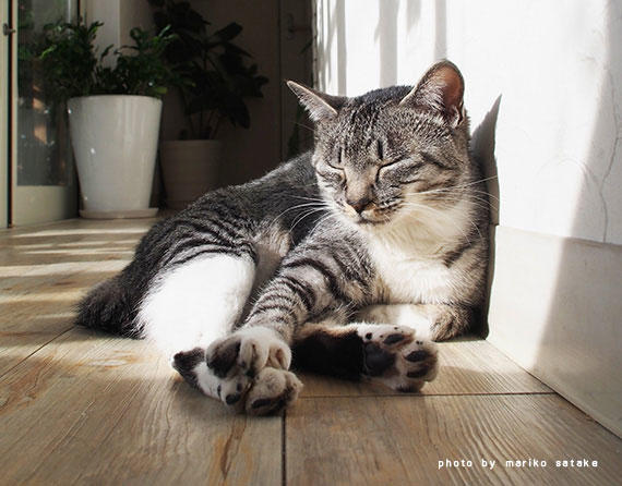 キジ白猫の性格や特徴、柄による違い | ねこちゃんホンポ わけあって、キジ白がいっぱい│フェリシモ猫部