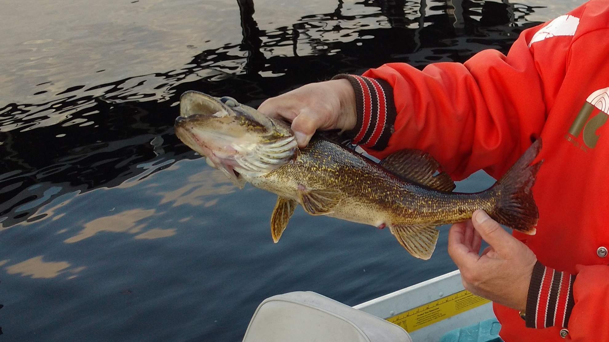 Nelson Lake Resort Association Hayward Wisconsin
