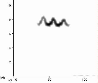 Blackpoll Warbler spectrogram
