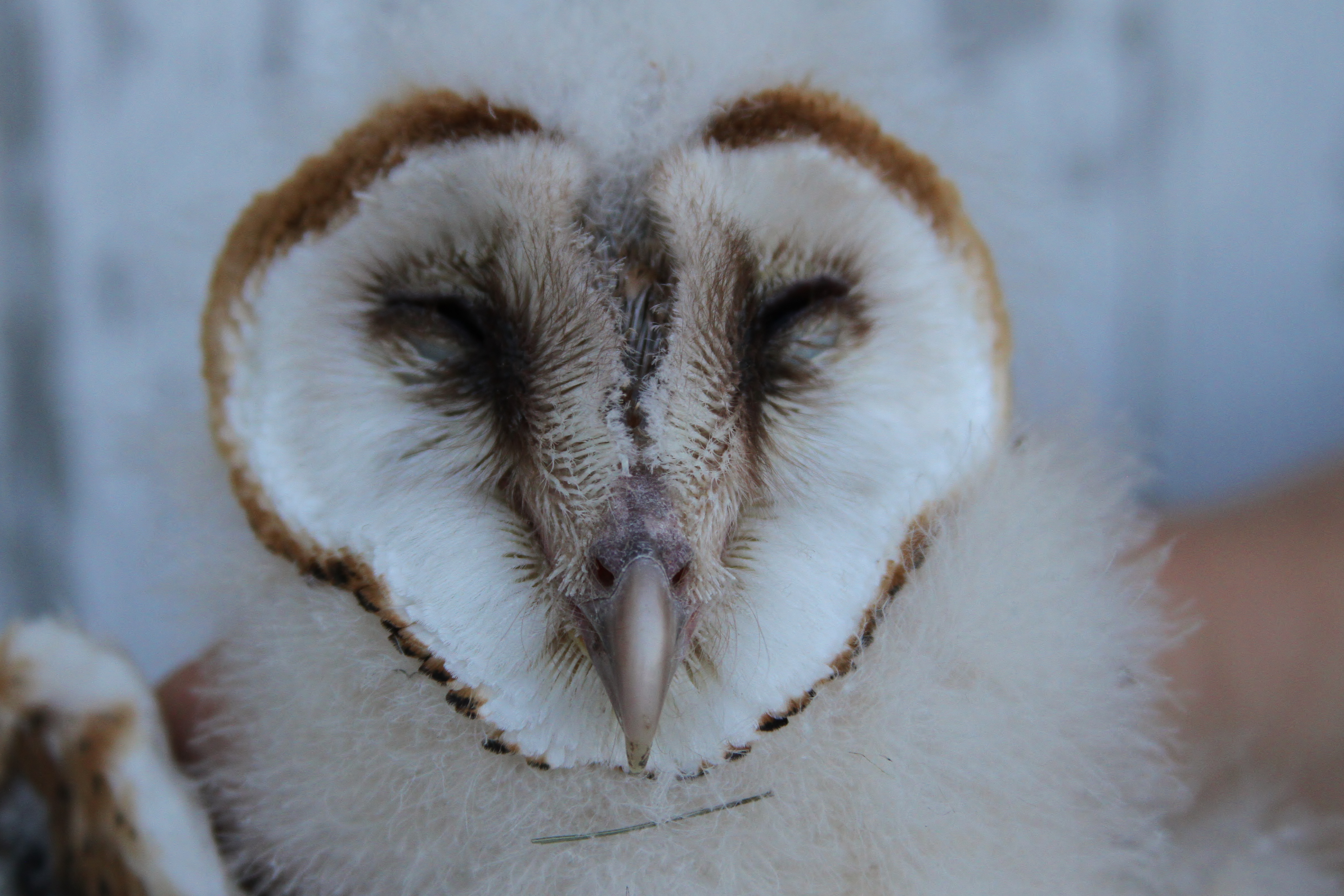 Baby Barn Owl Banding By Alex Lamoreaux Nemesis Bird