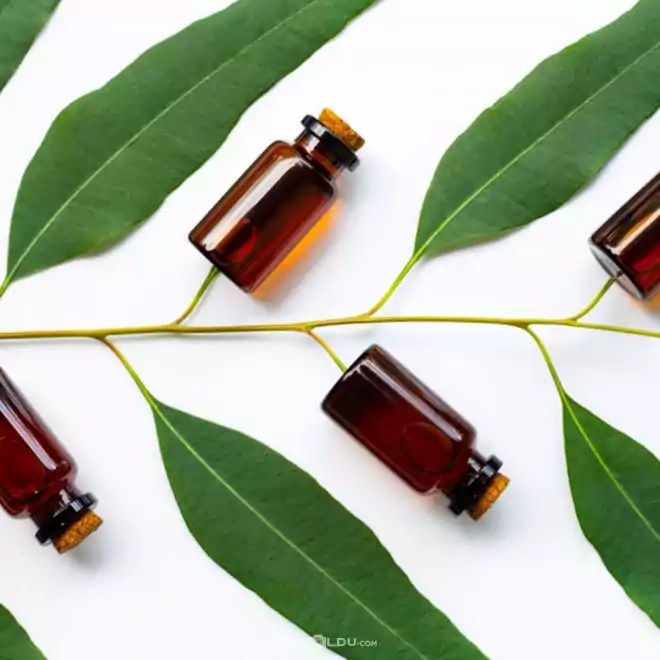What Does Eucalyptus Oil Do? Benefits and Uses