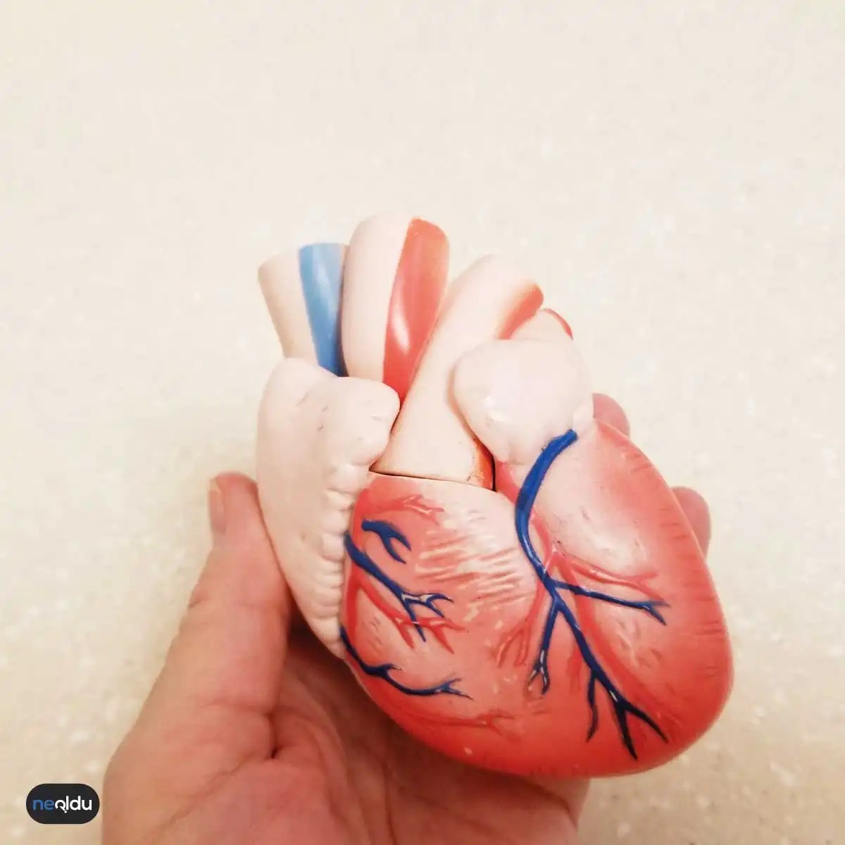 Wilson Hastalığı Nedir, Belirtileri ve Tedavisi Nelerdir?