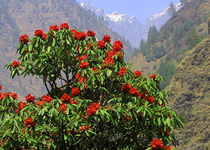 Everest View Trek Itinerary Cost Map Images Everest Trek