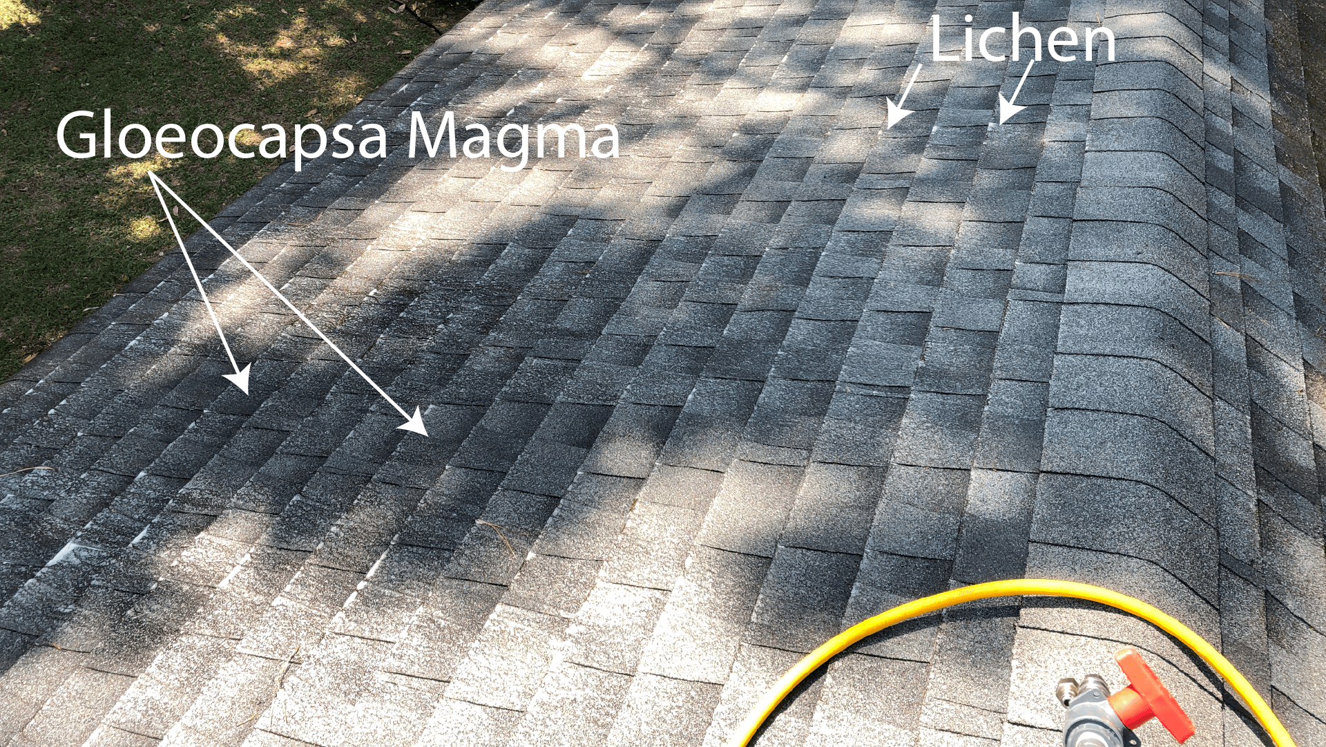 The Best Way to Remove Mold From Siding 1 Neptune Clean