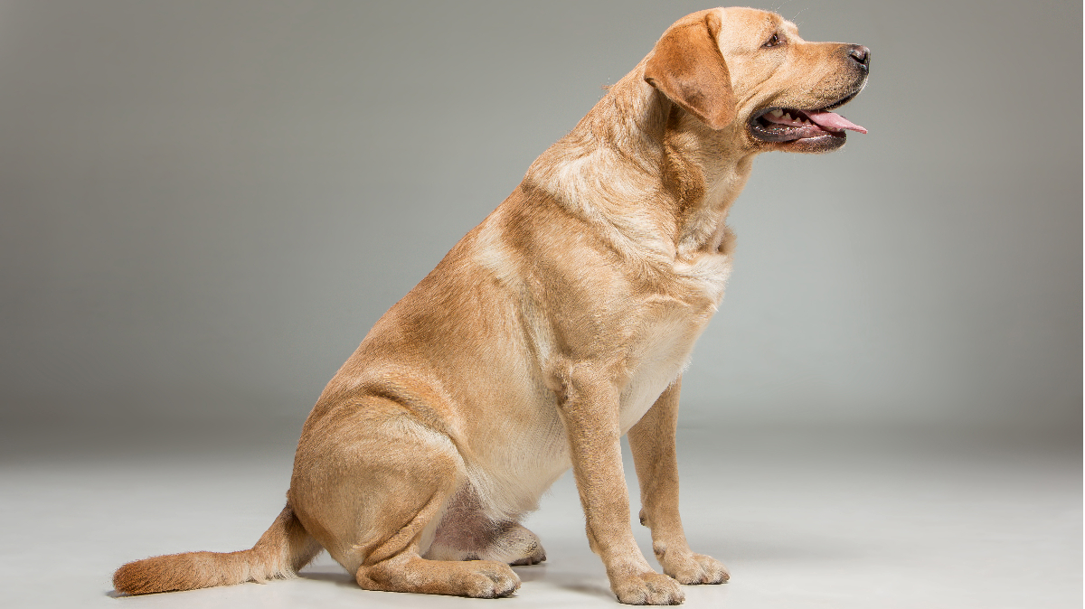 Labrador Puppies For Sale In Michigan Nerdynaut