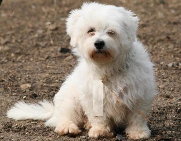 Femelles Coton de Tulear à adopter La BauleEscoublac (44500)