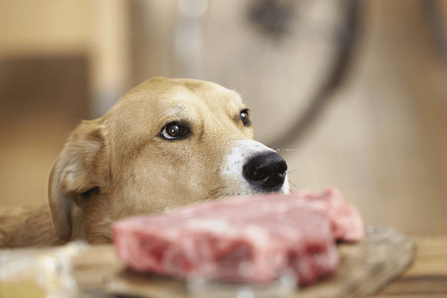 The Best Raw Foods for Puppies Direct