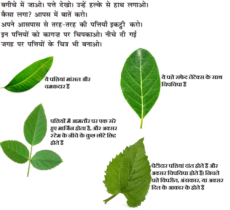 NCERT Class 1 Hindi Fourth Chapter Patte Hi Patte Exercise Question