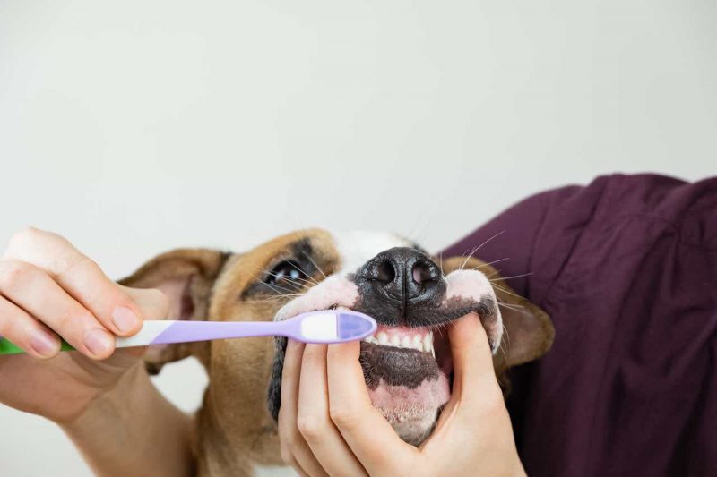 How to Brush Your Dog's Teeth and Make Her Fall in Love with It
