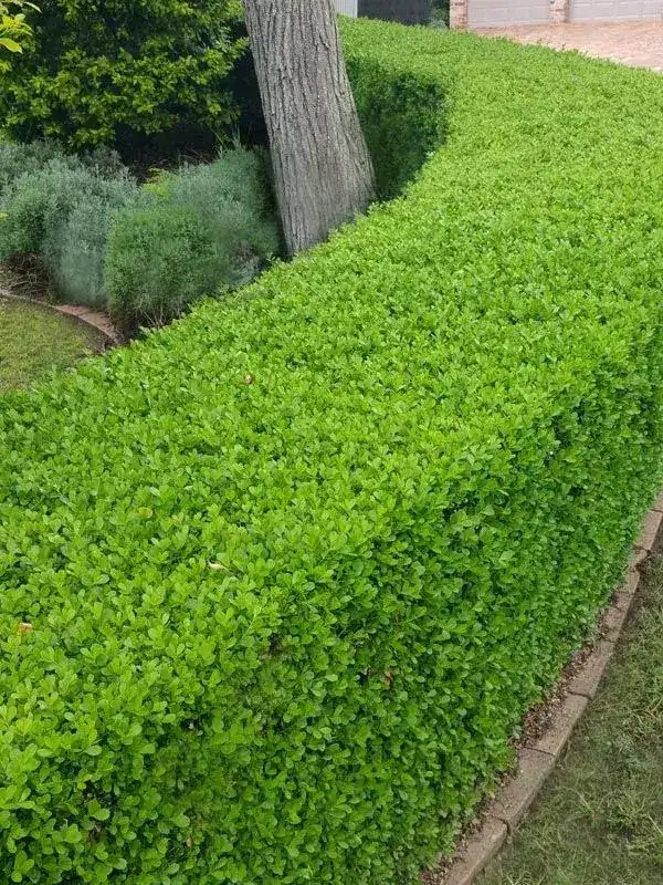 Buxus microphylla var. japonica Japanese Box Neth Plant
