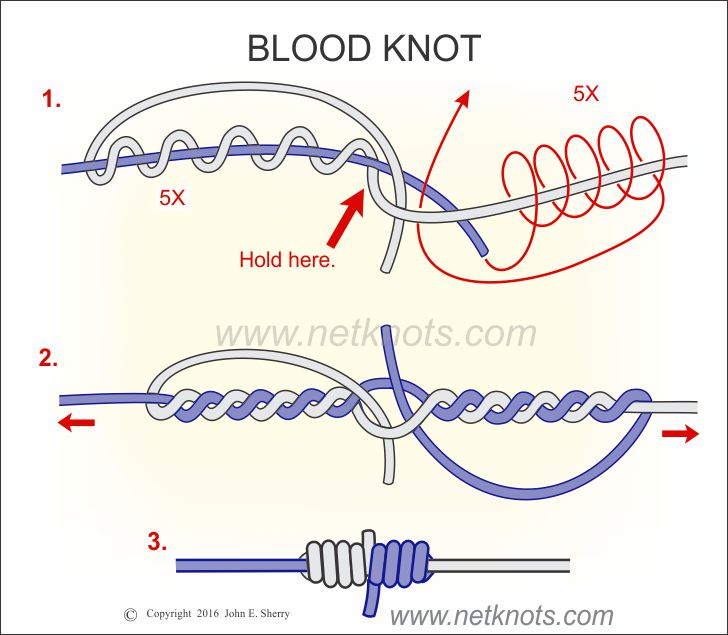 phrase meaning Why is it called a Blood Knot? English Language