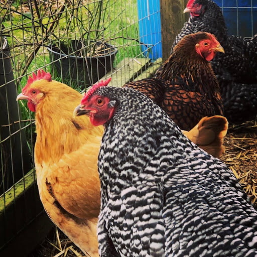 Feeding Chickens The Ultimate Guide to Healthy Kitchen Scraps and