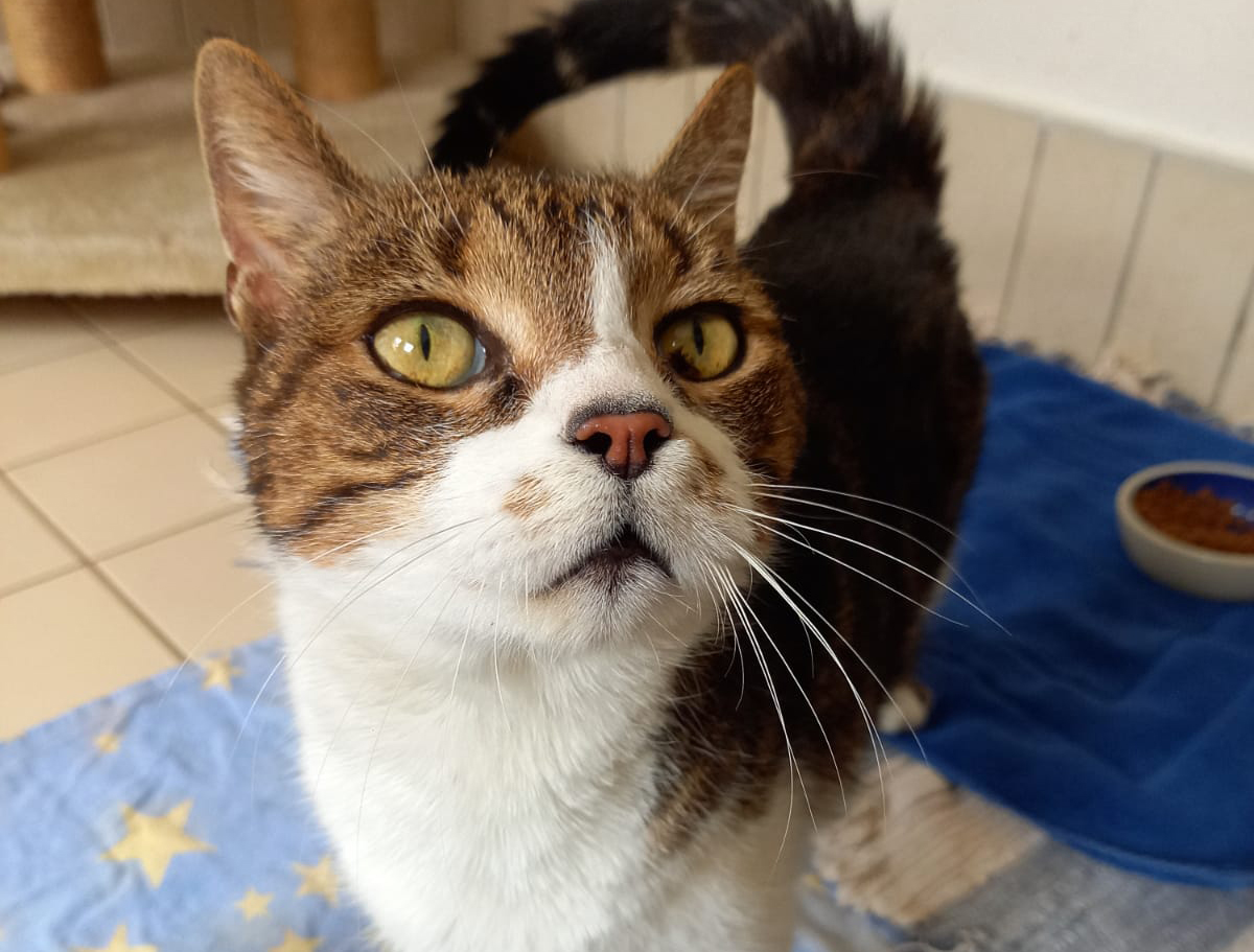 Katzen Tierschutzverein Neustadt/Weinstr. e. V.