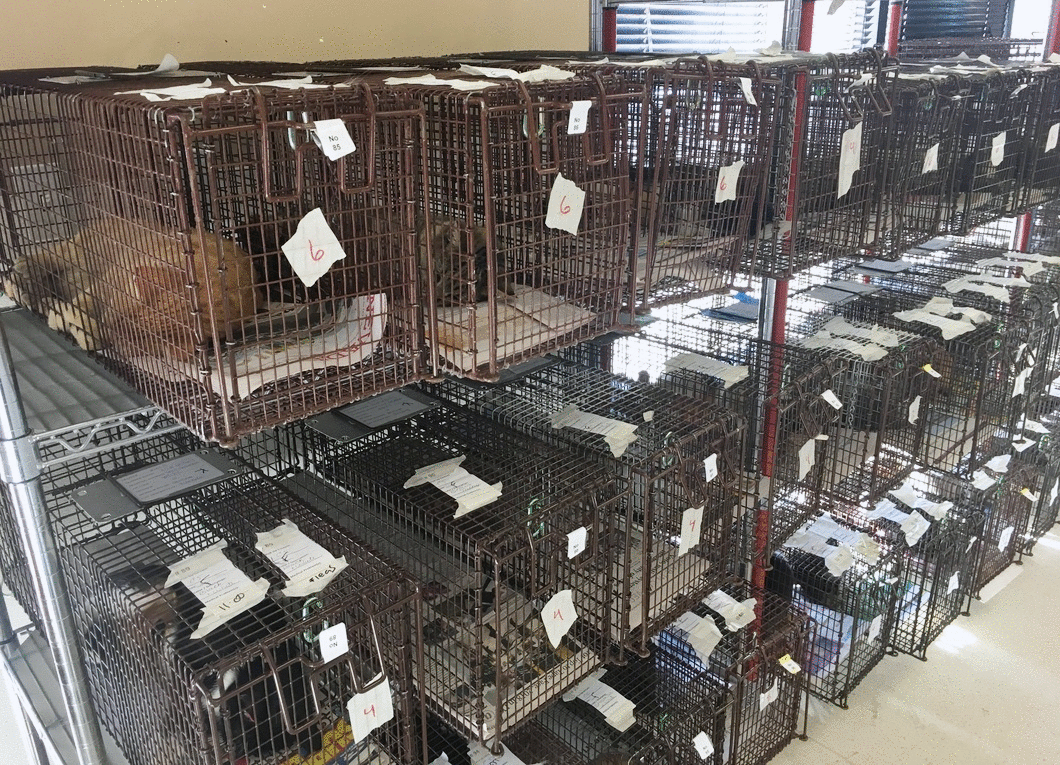 Cat Trap Fever The best of the bad options for feral cats