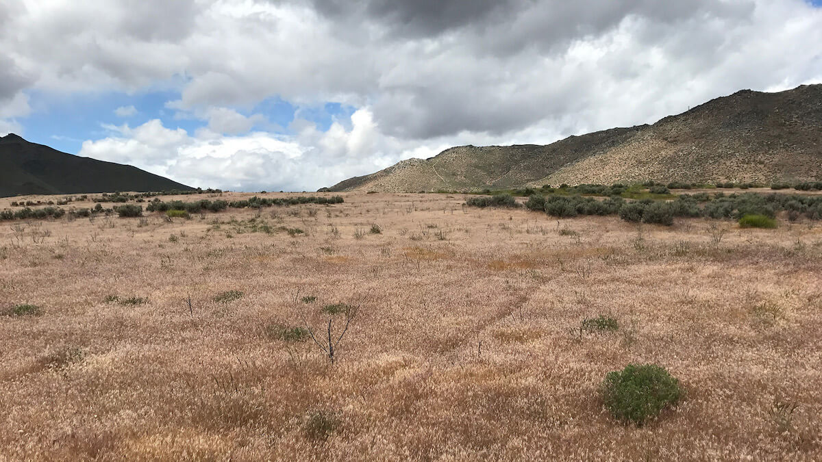 Invasive grass increases wildfire threat in western states Nevada Current