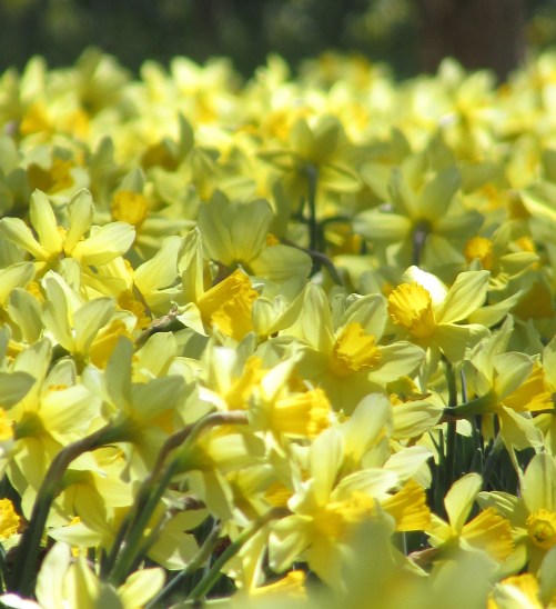 Popular Parsons Reserve’s Daffodil Field has been inspiring locals for
