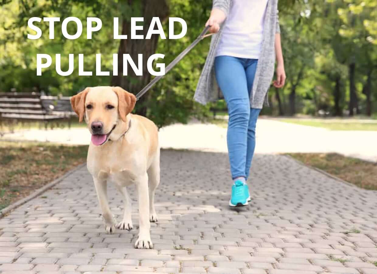 Newcastle Dog School Stop• Lead Pulling• Jumping• Aggression
