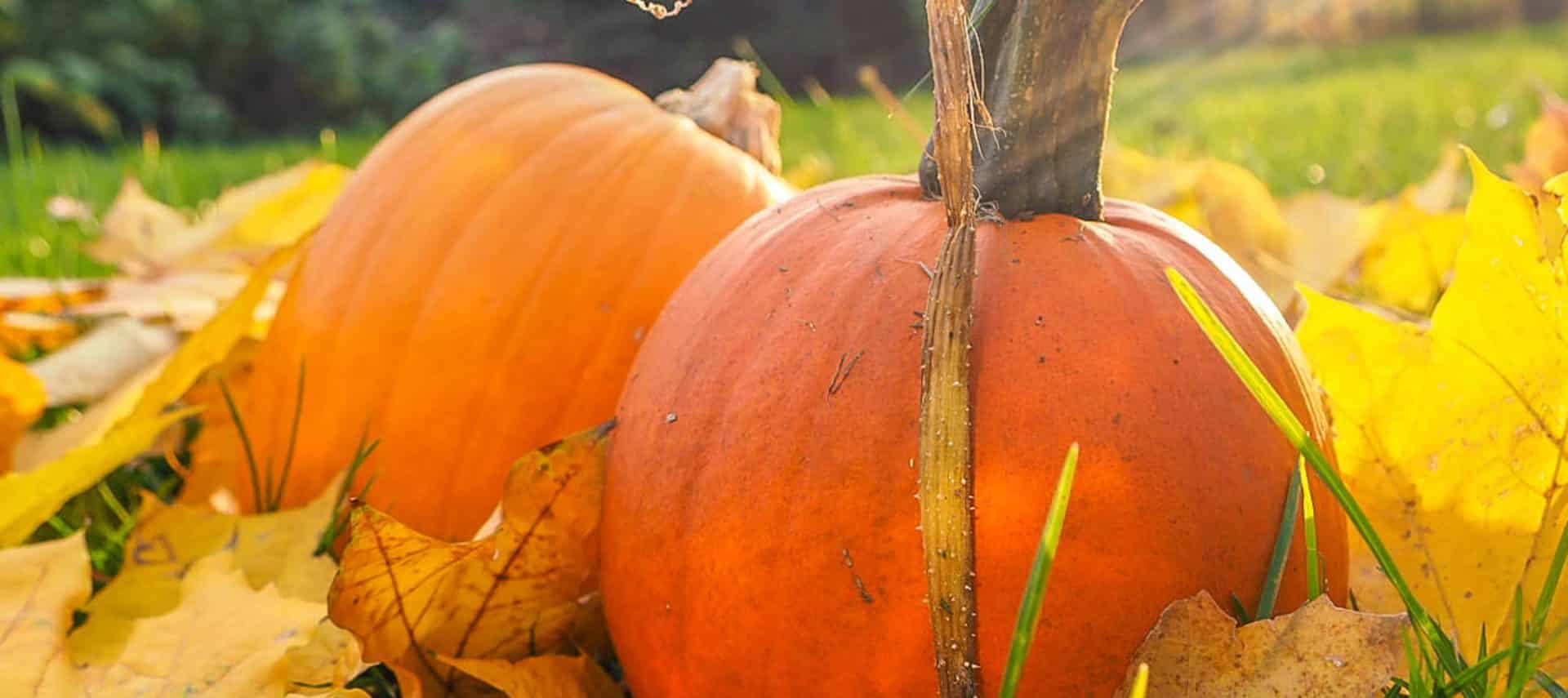 fall festivals maine 2023 Best Fall Festival in Maine Damariscotta Pumpkinfest & Regatta