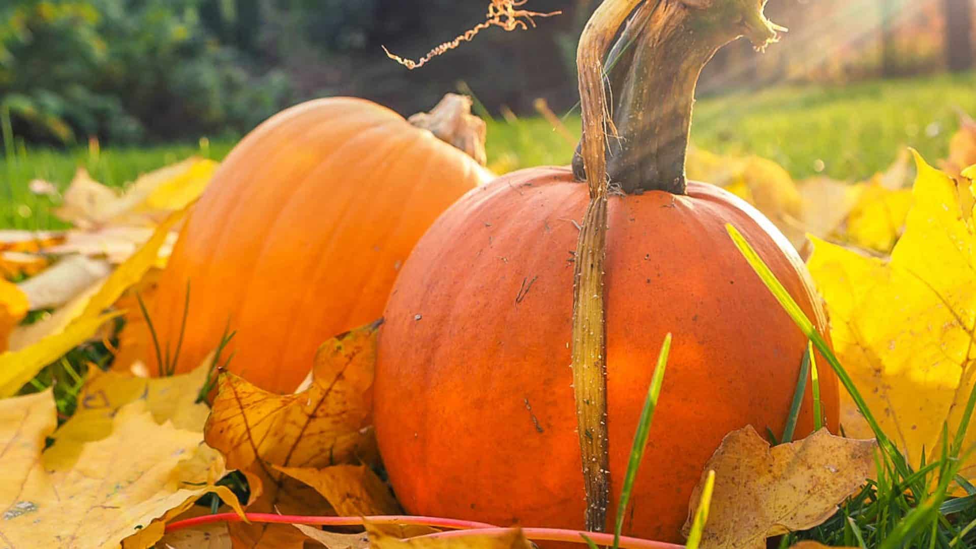 maine fall festivals october 2023 Best Fall Festival in Maine Damariscotta Pumpkinfest & Regatta