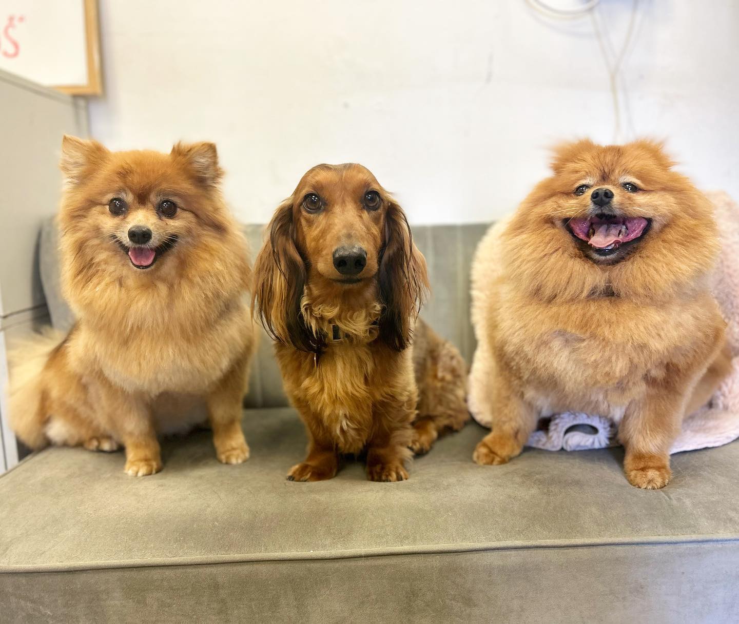 Hounds to NewcastleUnderLyme