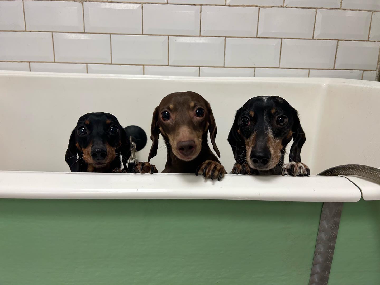 Hounds to NewcastleUnderLyme