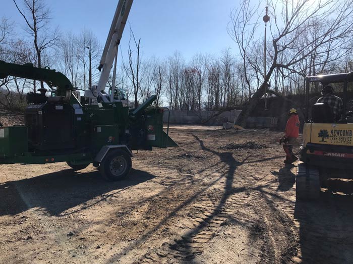 Tree Service Gallery