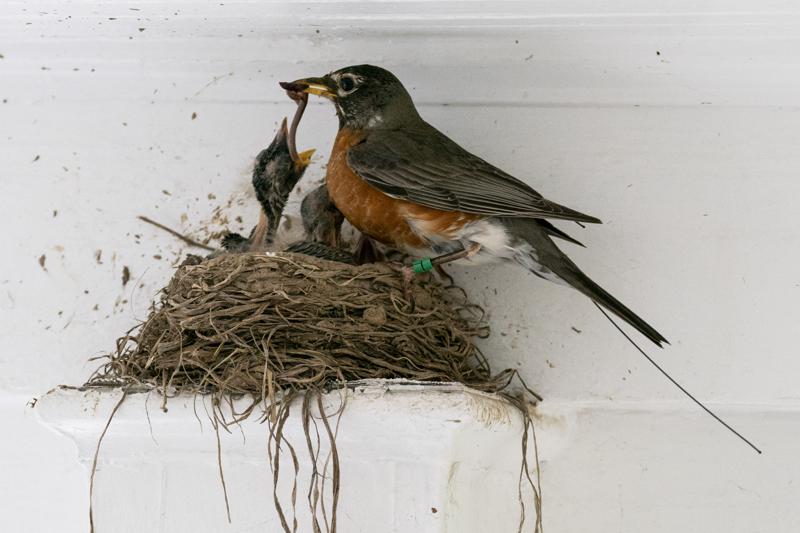 Scientists hail golden age to trace bird migration with tech - New Delhi Times - India's Only International Newspaper - Vimarsana News